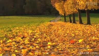 从秋天的落叶上扫去风景